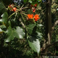 Erythrina subumbrans (Hassk.) Merr.